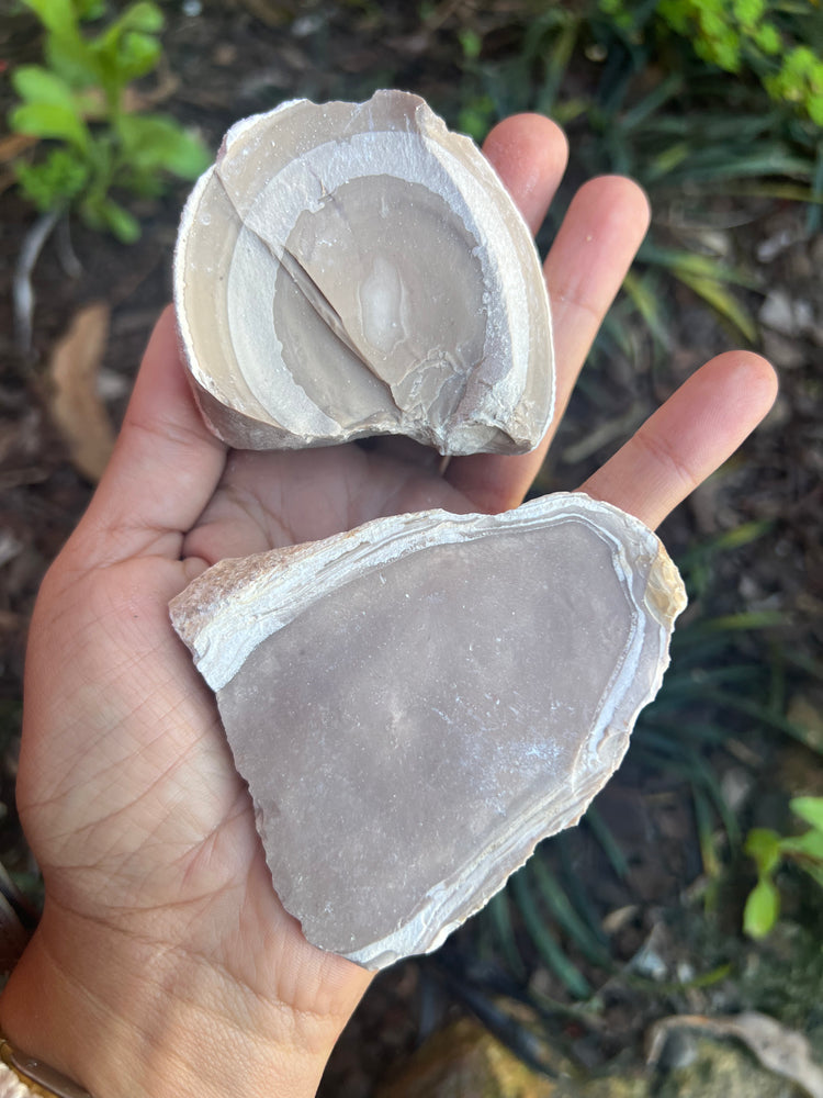Egyptian Petrified Wood — Rough
