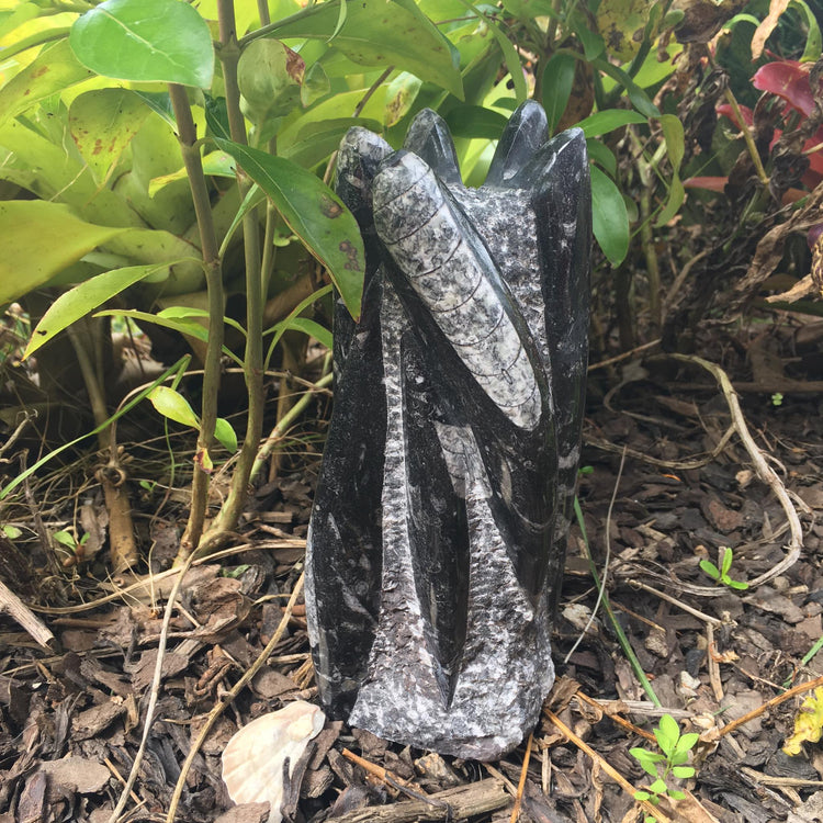 Orthoceras Fossil Standing