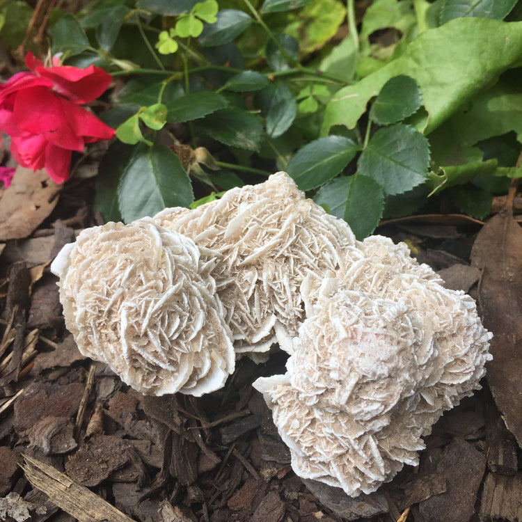 Desert Rose Specimen