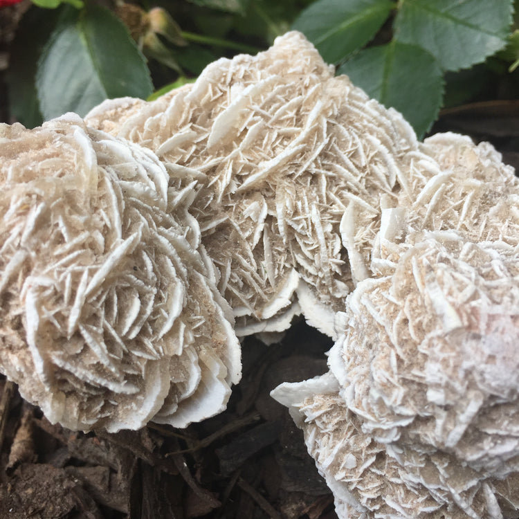Desert Rose Specimen