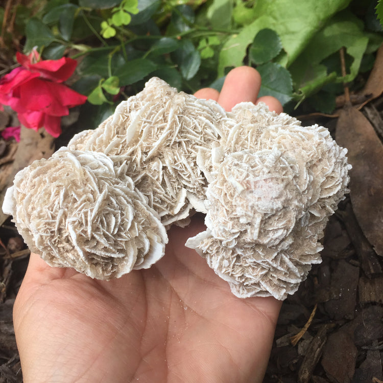 Desert Rose Specimen