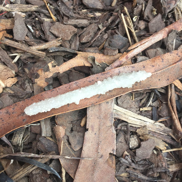 Chalcedony Cluster Small