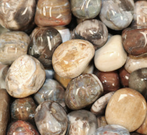 Petrified Wood Tumble