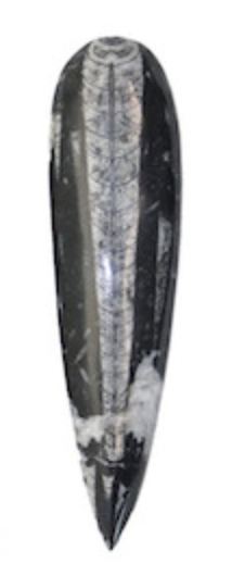 Orthoceras Fossil Blade