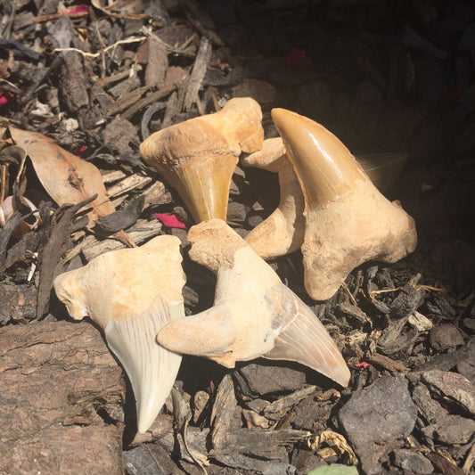 Shark Tooth Fossil
