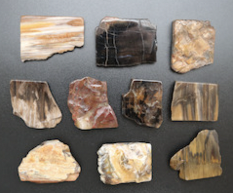 Petrified Wood Slabs