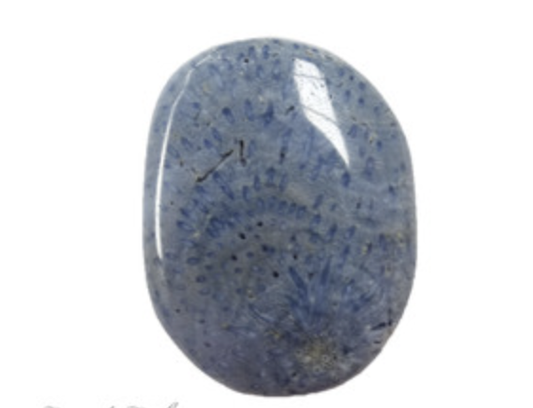 Blue Fossil Coral Flatstone