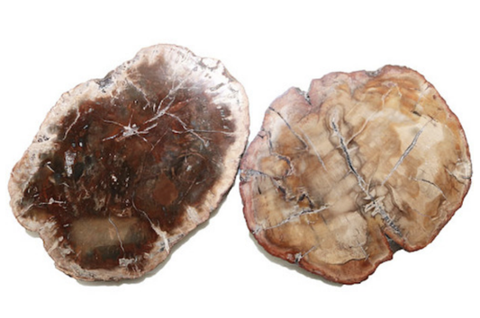 Petrified Wood Slab