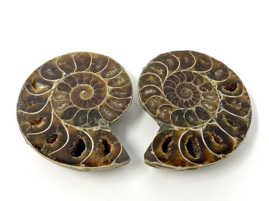 Ammonite Fossil